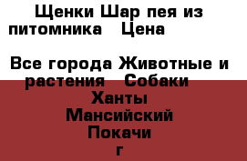 Щенки Шар пея из питомника › Цена ­ 25 000 - Все города Животные и растения » Собаки   . Ханты-Мансийский,Покачи г.